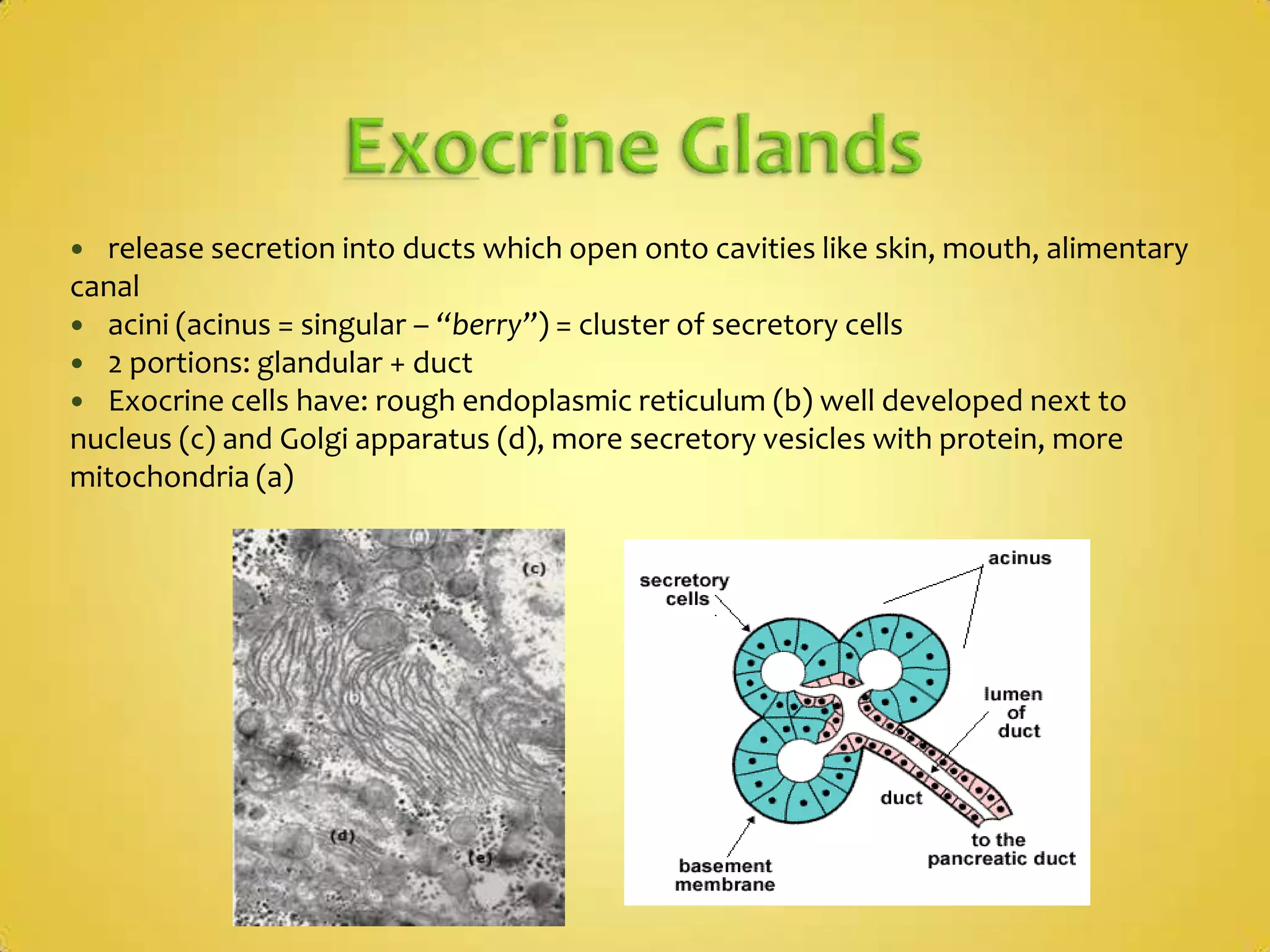 Exocrine Glandsrelease secretion into ducts which open onto cavities like skin, mouth, alimentary canalacini (acinus = singular – “berry”) = cluster of secretory cells2 portions: glandular + duct Exocrine cells have: rough endoplasmic reticulum (b) well developed next to nucleus (c) and Golgi apparatus (d), more secretory vesicles with protein, more mitochondria (a)