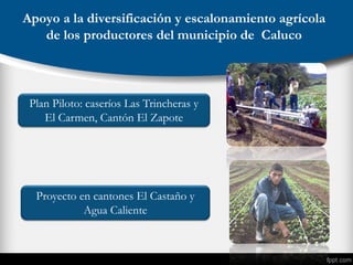 Apoyo a la diversificación y escalonamiento agrícola
de los productores del municipio de Caluco
Plan Piloto: caseríos Las Trincheras y
El Carmen, Cantón El Zapote
Proyecto en cantones El Castaño y
Agua Caliente
 