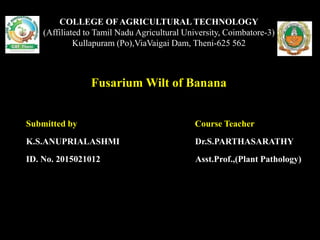 COLLEGE OFAGRICULTURAL TECHNOLOGY
(Affiliated to Tamil Nadu Agricultural University, Coimbatore-3)
Kullapuram (Po),ViaVaigai Dam, Theni-625 562
Fusarium Wilt of Banana
Submitted by Course Teacher
K.S.ANUPRIALASHMI Dr.S.PARTHASARATHY
ID. No. 2015021012 Asst.Prof.,(Plant Pathology)
 