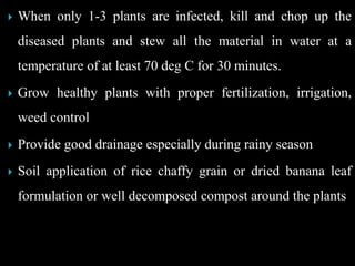  When only 1-3 plants are infected, kill and chop up the
diseased plants and stew all the material in water at a
temperature of at least 70 deg C for 30 minutes.
 Grow healthy plants with proper fertilization, irrigation,
weed control
 Provide good drainage especially during rainy season
 Soil application of rice chaffy grain or dried banana leaf
formulation or well decomposed compost around the plants
 