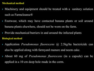 Mechanical method
 Machinery and equipment should be treated with a sanitary solution
such as Farmcleanse®
 Footwear, which may have contacted banana plants or soil around
banana plants elsewhere, should not be worn on the farm.
 Provide mechanical barriers in and around the infected plants
Biological method
 Application Pseudomonas fluorescens @ 2.5kg/ha bactericide can
also be applied along with farmyard manure and neem cake.
 About 60 mg of Pseudomonas fluorescens (in a capsule) can be
applied in a 10 cm deep hole made in the corm.
 