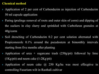 Chemical method
 Application of 2 per cent of Carbendazim as injection of Carbendazim
50 ml capsule application
 Paring (pralinge removal of roots and outer skin of corm) and dipping of
the suckers in clay slurry and sprinkled with Carbofuran granules at
40g/corm
 Soil drenching of Carbendazim 0.2 per cent solution alternated with
Propiconozole 0.1% around the pseudostem at bimonthly intervals
starting from five months after planting
 Application of urea + sugarcane trash (250g/pit) followed by lime
(1Kg/pit) and neem cake (1-2Kg/pit)
 Application of neem cake @ 250 Kg/ha was most effecgtive in
controlling Fusarium wilt in Rasthali cultivar
 