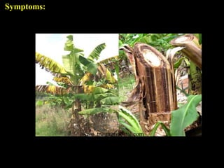 Symptoms:
www.tnauagriportal.com
 