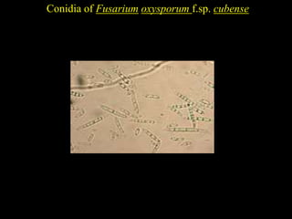 Conidia of Fusarium oxysporum f.sp. cubense
 