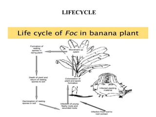 LIFECYCLE
 