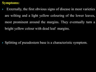 Symptoms:
 Externally, the first obvious signs of disease in most varieties
are wilting and a light yellow colouring of the lower leaves,
most prominent around the margins. They eventually turn a
bright yellow colour with dead leaf margins.
 Splitting of pseudostem base is a characteristic symptom.
 