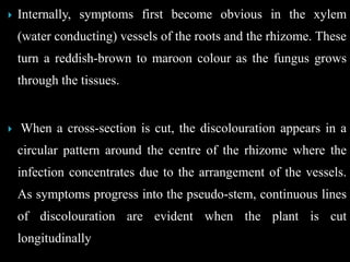  Internally, symptoms first become obvious in the xylem
(water conducting) vessels of the roots and the rhizome. These
turn a reddish-brown to maroon colour as the fungus grows
through the tissues.
 When a cross-section is cut, the discolouration appears in a
circular pattern around the centre of the rhizome where the
infection concentrates due to the arrangement of the vessels.
As symptoms progress into the pseudo-stem, continuous lines
of discolouration are evident when the plant is cut
longitudinally
 