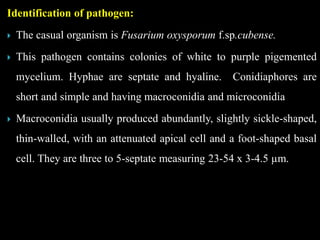 Identification of pathogen:
 The casual organism is Fusarium oxysporum f.sp.cubense.
 This pathogen contains colonies of white to purple pigemented
mycelium. Hyphae are septate and hyaline. Conidiaphores are
short and simple and having macroconidia and microconidia
 Macroconidia usually produced abundantly, slightly sickle-shaped,
thin-walled, with an attenuated apical cell and a foot-shaped basal
cell. They are three to 5-septate measuring 23-54 x 3-4.5 µm.
 