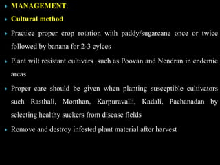  MANAGEMENT:
 Cultural method
 Practice proper crop rotation with paddy/sugarcane once or twice
followed by banana for 2-3 cylces
 Plant wilt resistant cultivars such as Poovan and Nendran in endemic
areas
 Proper care should be given when planting susceptible cultivators
such Rasthali, Monthan, Karpuravalli, Kadali, Pachanadan by
selecting healthy suckers from disease fields
 Remove and destroy infested plant material after harvest
 