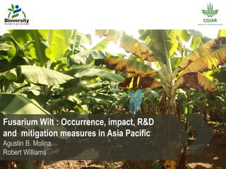 Fusarium Wilt : Occurrence, impact, R&D
and mitigation measures in Asia Pacific
Agustin B. Molina
Robert Williams
 