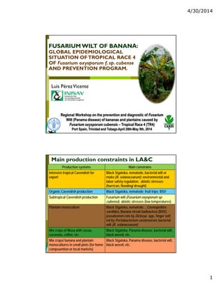 4/30/2014
1
FUSARIUM WILT OF BANANA:
GLOBAL EPIDEMIOLOGICAL
SITUATION OFTROPICAL RACE 4
OF Fusarium oxysporum f. sp. cubense
AND PREVENTION PROGRAM.
Luis PérezVicenteLuis PérezVicente
Main production constraints in LA&C
Production systems Main constrains
Intensive tropical Cavendish for
export
Black Sigatoka, nematode, bacterial wilt or
moko (R. solanacearum); environmental and
labor safety regulation; abiotic stresses
(hurrican, flooding/ drought)
Organic Cavendish production Black Sigatoka, nematode; fruit trips; BSV
Subtropical Cavendish production Fusarium wilt (Fusarium oxysporum sp.
cubense); abiotic stresses (low temperatures)
Plantain monoculture Black Sigatoka, nematode; , Cosmopolites
sordidus, Banana streak badnavirus (BSV),
pseudostem rots by Dickeya spp., finger soft
rot by Pectobacterium carotovorum, bacterial
wilt (R. solanacearum)
Mix crops of Musa with cocoa,
coconuts, coffee, etc.
Black Sigatoka, Panama disease, bacterial wilt,
black weevil, etc.
Mix crops/ banana and plantain
monocultures in small plots (for home
compsumtion or local markets)
Black Sigatoka, Panama disease, bacterial wilt,
black weevil, etc.
 