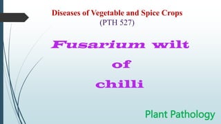 Diseases of Vegetable and Spice Crops
(PTH 527)
Fusarium wilt
of
chilli
Plant Pathology
 