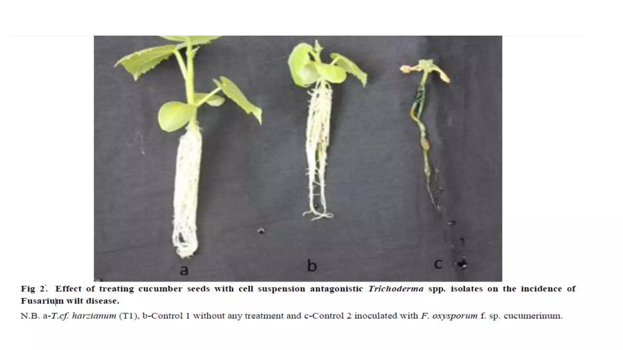 idm-for-fusarium-wilt-of-cucurbits-pptx