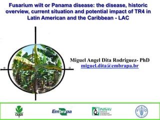 Fusarium wilt or Panama disease: the disease, historic
overview, current situation and potential impact of TR4 in
Latin American and the Caribbean - LAC!
Miguel Angel Dita Rodriguez- PhD
miguel.dita@embrapa.br
 