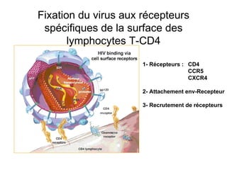 Fixation du virus aux récepteurs spécifiques de la surface des lymphocytes T-CD4 1- Récepteurs :  CD4 CCR5 CXCR4 2- Attachement env-Recepteur 3- Recrutement de récepteurs 