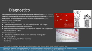 Diagnostico
Las muestras se deben recoger y transportar al laboratorio en un sistema
carente de oxígeno, inocularse rápidamente en medios específicos para el
aislamiento de anaerobios, e incubarse en un ambiente anaerobio
Medios de cultivo
• Medios complementados con bilis o enriquecidos con sangre
• Crecimiento en condiciones anaerobias
• La mayoría crece rápidamente y se deberían detectar tras un período
de incubación de 2 días
Morfología Colonial
• Pleomorfas, con forma de huso con extremos puntiagudos
• Gram negativas
- No fermentativas, no utilizan azucares
- Inmóviles
Murray P.R., Rosenthal K.S., Pfaller M.A. Microbiología Médica; Edit. Elsevier. Mosby quinta. Edición, Barcelona, 2006.
Finegold SM. Anaerobic Gram-Negative Bacilli. In: Baron S, editor. Medical Microbiology. 4th edition. Galveston (TX): University of Texas
Medical Branch at Galveston; 1996. Chapter 20. Available from: http://www.ncbi.nlm.nih.gov/books/NBK8438/
Infecciones con secreciones fétidas, cercanas a superficies
mucosas, formación de abscesos, necrosis y producción de gas
en el tejido, tromboflebitis séptica y cuadros caracteristicos.
Resultados tinción de gram
 