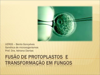 UERGS – Bento Gonçalves
Genética de microorganismos
Prof. Dra. Adriana Dantas
 