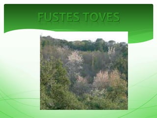FUSTES TOVES
 