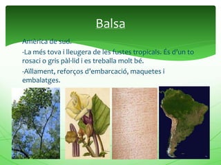 Amèrica de sud.
-La més tova i lleugera de les fustes tropicals. És d’un to
rosaci o gris pàl·lid i es treballa molt bé.
-Aïllament, reforços d’embarcació, maquetes i
embalatges.
Balsa
 