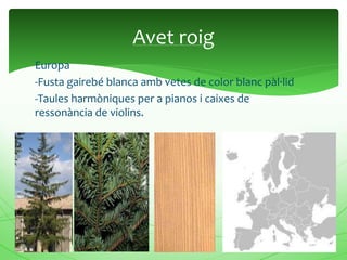Europa
-Fusta gairebé blanca amb vetes de color blanc pàl·lid
-Taules harmòniques per a pianos i caixes de
ressonància de violins.
Avet roig
 