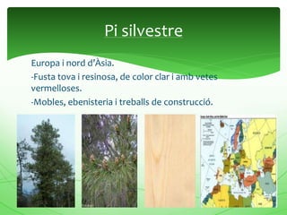 Europa i nord d’Àsia.
-Fusta tova i resinosa, de color clar i amb vetes
vermelloses.
-Mobles, ebenisteria i treballs de construcció.
Pi silvestre
 