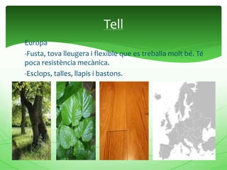 Europa
-Fusta, tova lleugera i flexible que es treballa molt bé. Té
poca resistència mecànica.
-Esclops, talles, llapis i bastons.
Tell
 