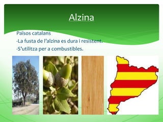 Països catalans
-La fusta de l’alzina es dura i resistent.
-S’utilitza per a combustibles.
Alzina
 