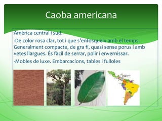 Amèrica central i sud.
-De color rosa clar, tot i que s’enfosqueix amb el temps.
Generalment compacte, de gra fi, quasi sense porus i amb
vetes llargues. És fàcil de serrar, polir i envernissar.
-Mobles de luxe. Embarcacions, tables i fulloles
Caoba americana
 