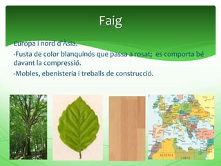 Europa i nord d’Àsia.
-Fusta de color blanquinós que passa a rosat; es comporta bé
davant la compressió.
-Mobles, ebenisteria i treballs de construcció.
Faig
 