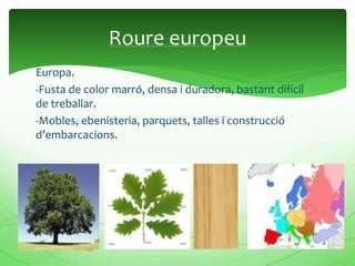 Europa.
-Fusta de color marró, densa i duradora, bastant difícil
de treballar.
-Mobles, ebenisteria, parquets, talles i construcció
d’embarcacions.
Roure europeu
 
