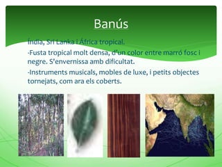 Índia, Sri Lanka i África tropical.
-Fusta tropical molt densa, d’un color entre marró fosc i
negre. S'envernissa amb dificultat.
-Instruments musicals, mobles de luxe, i petits objectes
tornejats, com ara els coberts.
Banús
 