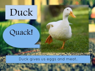Lesson for Preschool: Animal Sounds | PDF