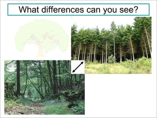 What differences can you see? 