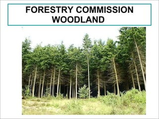 FORESTRY COMMISSION WOODLAND   