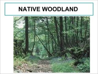 NATIVE WOODLAND   
