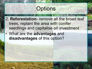 Options 2.  Reforestation - remove all the broad leaf trees, replant the area with conifer seedlings and capitalise on investment What are the  advantages  and  disadvantages  of this option? 