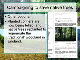 Campaigning to save native trees Other options… Planted conifers are now being felled, and native trees replanted to regenerate the ‘traditional’ woodland in England. 