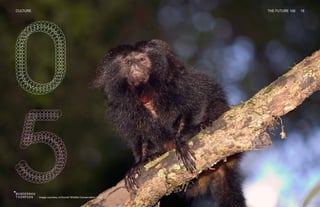 Image courtesy of Durrell Wildlife Conservation Trust
CULTURE THE FUTURE 100 19
 