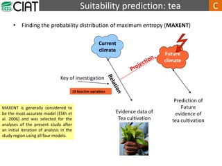 Tea Time Prediction Infolinity Future Climate Scenarios for Uganda's Tea Growing Zones_Slideshow | PDF