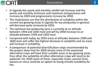 Future Climate Scenarios for Uganda's Tea Growing Zones_Slideshow | PDF