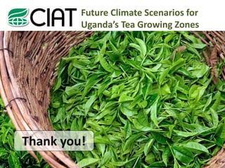 Future Climate Scenarios for Uganda's Tea Growing Zones_Slideshow | PDF