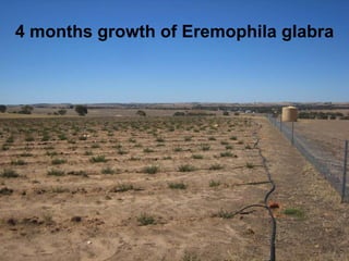 4 months growth of Eremophila glabra