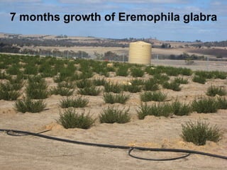 7 months growth of Eremophila glabra