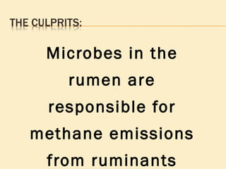 Microbes in the rumen are responsible for methane emissions from ruminants 