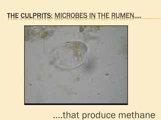… .that produce methane  