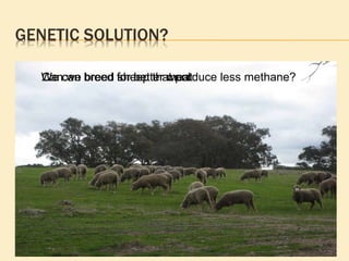 We can breed for better wool We can breed for better meat …… . Can we breed sheep that produce less methane? 