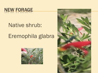 Native shrub: Eremophila glabra 