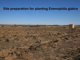 Site preparation for planting  Eremophila glabra 