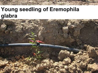 Young seedling of  Eremophila glabra 