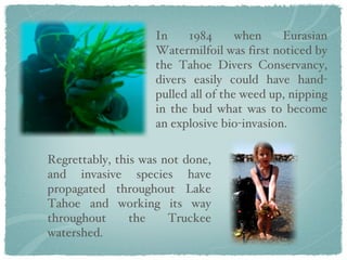 In 1984 when Eurasian Watermilfoil was first noticed by the Tahoe Divers Conservancy, divers easily could have hand-pulled all of the weed up, nipping in the bud what was to become an explosive bio-invasion.  Regrettably, this was not done, and invasive species have propagated throughout Lake Tahoe and working its way throughout the Truckee watershed. 